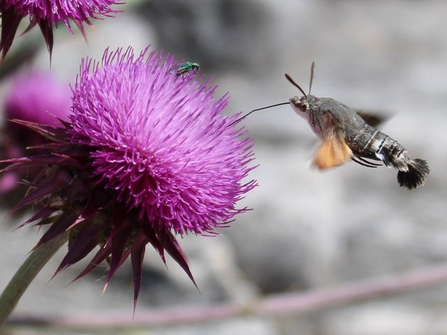 Die Gesamtzahl der Insekten geht weltweit zurück. Hier ein Tauben- schwänzchen, auch Kolibrischwärmer genannt. Foto: PHKA