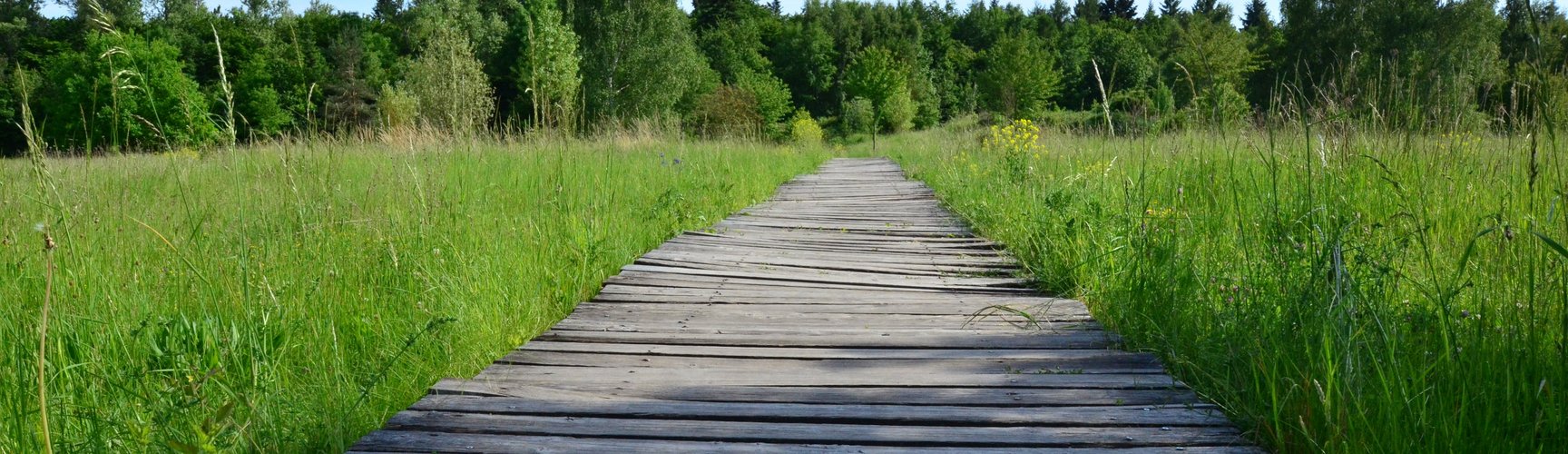 Ein hölzerner Steg führt durch eine hohe Wiese, in der Ferne der Waldrand.