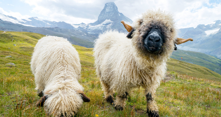 Schafe in Berglandschaft Zwei Schafe grasen auf einer Wiesw vor einer Berglandschaft.