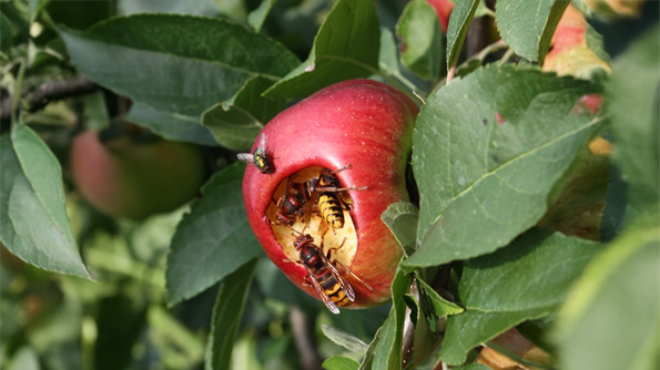 Hornissen an Apfel